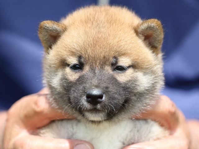 FP5A9820-puupy-shibainu FP5A9820-puupy-shibainu