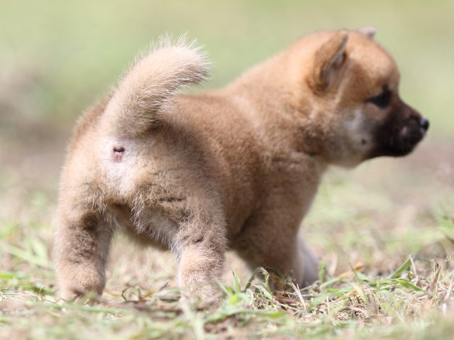 FP5A9829-puupy-shibainu FP5A9829-puupy-shibainu