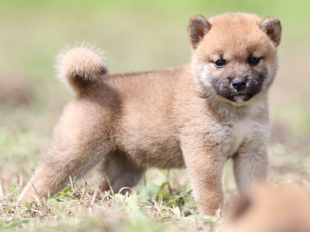 FP5A9841-puupy-shibainu FP5A9841-puupy-shibainu