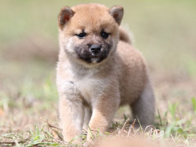 FP5A9854-puupy-shibainu FP5A9854-puupy-shibainu