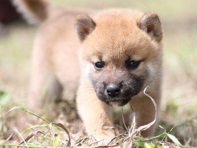 FP5A9894-puupy-shibainu FP5A9894-puupy-shibainu