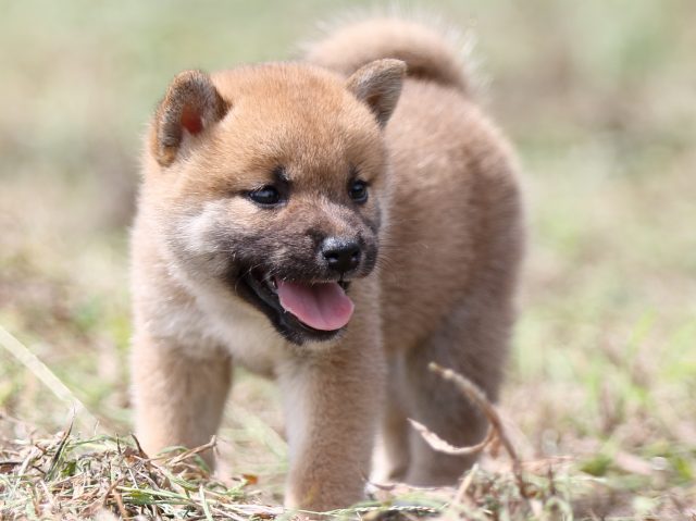 FP5A9917-puupy-shibainu FP5A9917-puupy-shibainu