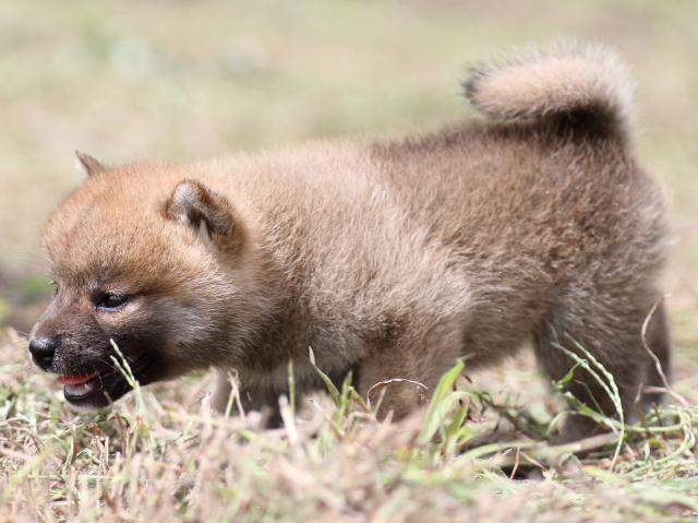 FP5A9942-puupy-shibainu FP5A9942-puupy-shibainu