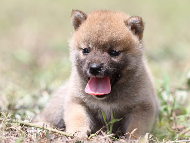 FP5A9950-puupy-shibainu FP5A9950-puupy-shibainu