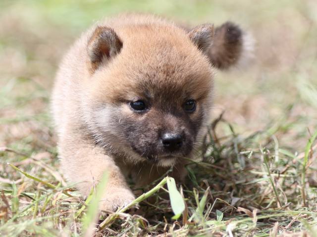 FP5A9969-puupy-shibainu FP5A9969-puupy-shibainu