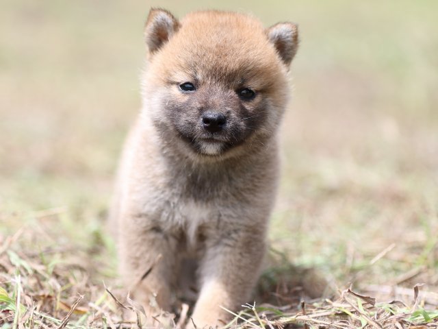 FP5A9989-puupy-shibainu FP5A9989-puupy-shibainu