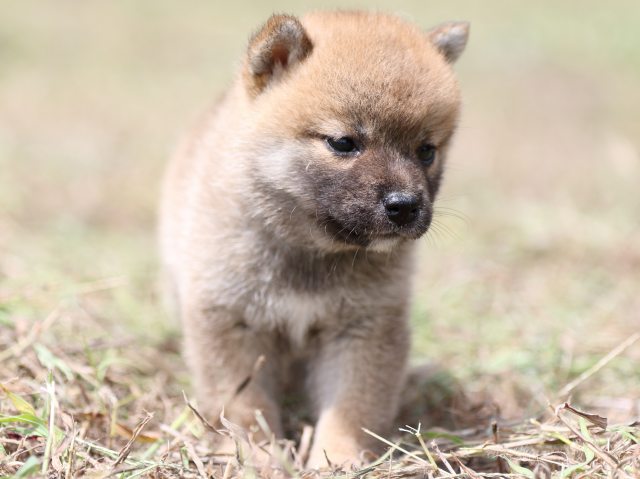 FP5A9993-puupy-shibainu FP5A9993-puupy-shibainu