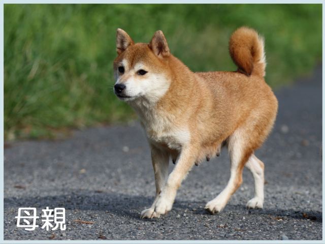 伊都の佑香号 伊都の佑香号
