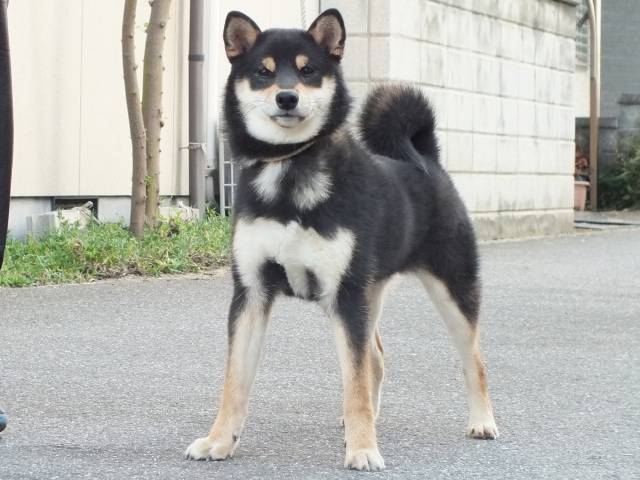 00000186-shibainu 00000186-shibainu