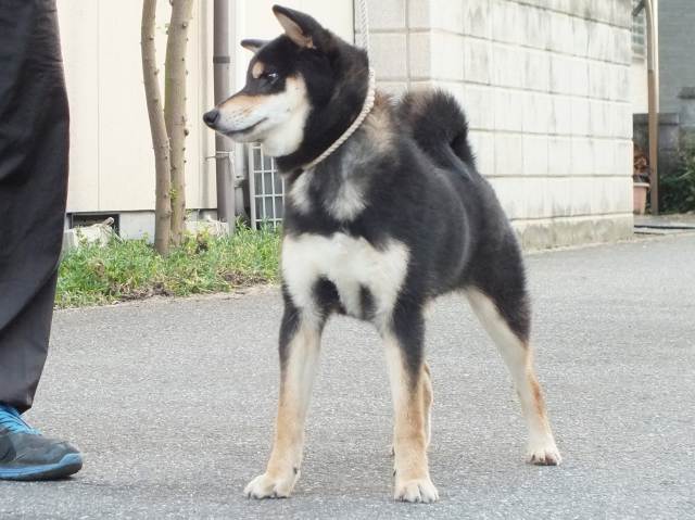 00000187-shibainu 00000187-shibainu