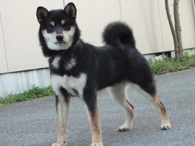 00000189-shibainu 00000189-shibainu