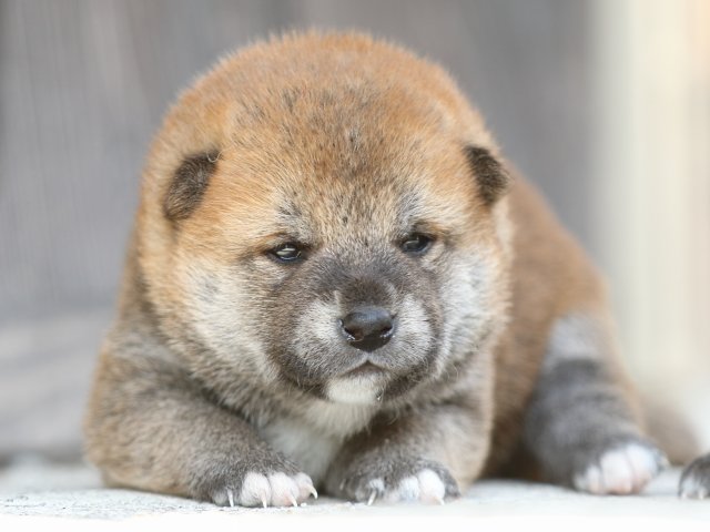 00000236-shibainu 00000236-shibainu