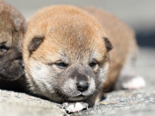 00000237-shibainu 00000237-shibainu