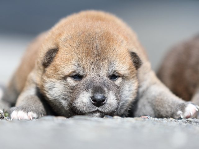 00000238-shibainu 00000238-shibainu