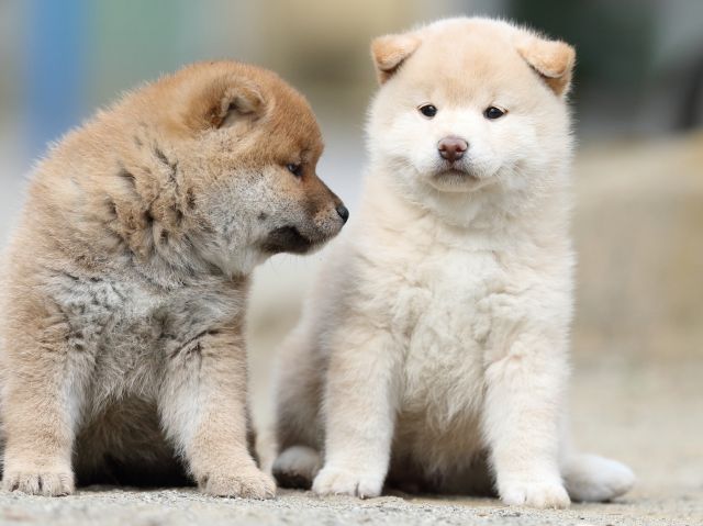 00000242-shibainu 00000242-shibainu