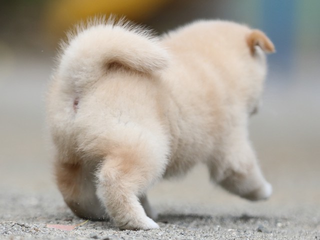 00000251-shibainu 00000251-shibainu