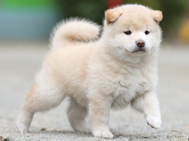 00000260-shibainu 00000260-shibainu