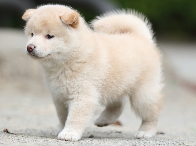 00000262-shibainu 00000262-shibainu