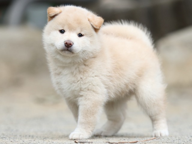 00000273-shibainu 00000273-shibainu
