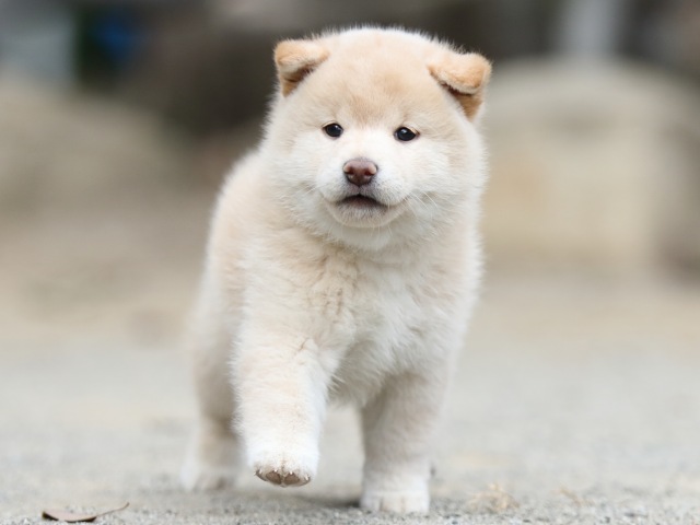 00000276-shibainu 00000276-shibainu