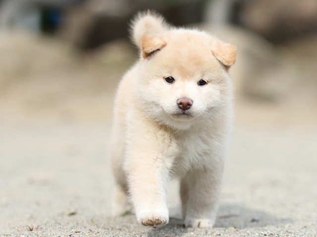 00000283-shibainu 00000283-shibainu