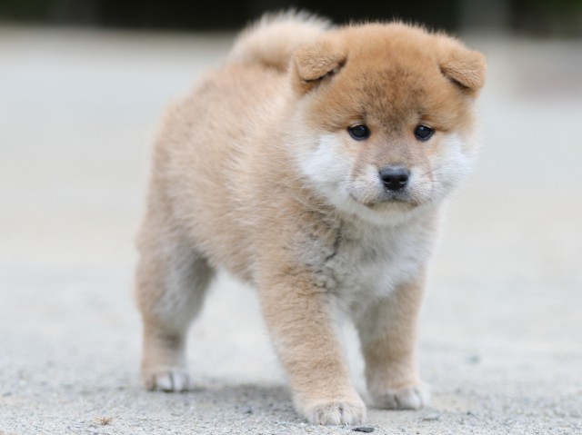 00000287-shibainu 00000287-shibainu