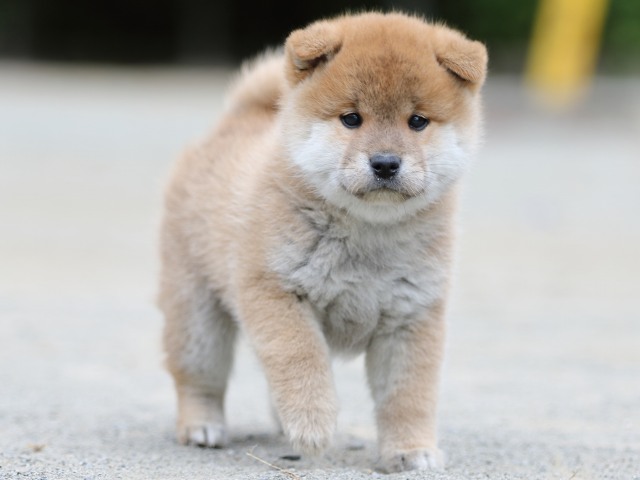 00000288-shibainu 00000288-shibainu