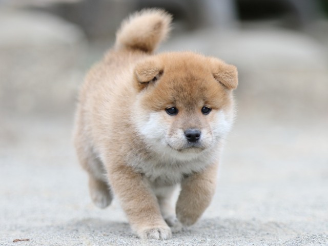 00000292-shibainu 00000292-shibainu