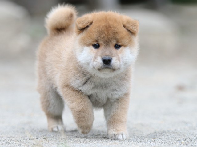 00000293-shibainu 00000293-shibainu