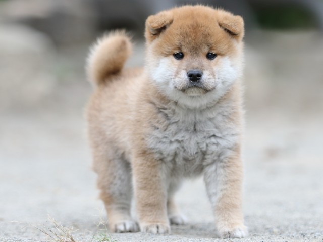 00000294-shibainu 00000294-shibainu