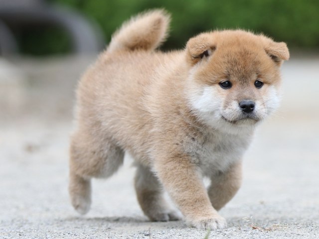 00000301-shibainu 00000301-shibainu