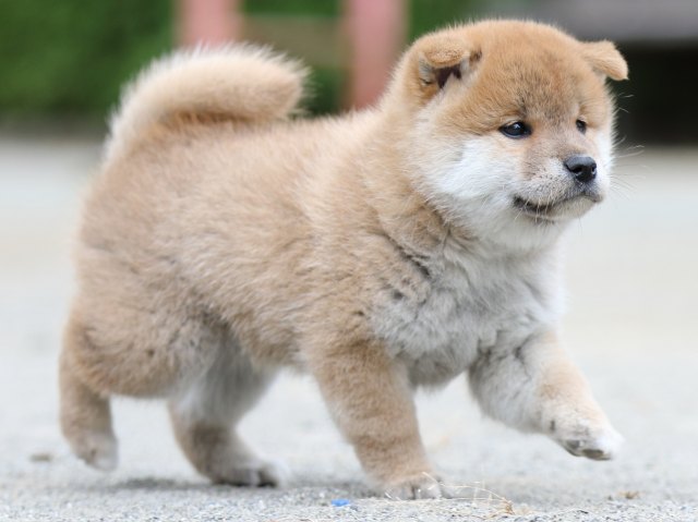 00000304-shibainu 00000304-shibainu