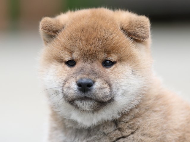 00000310-shibainu 00000310-shibainu