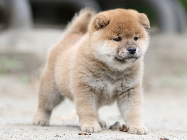 00000312-shibainu 00000312-shibainu