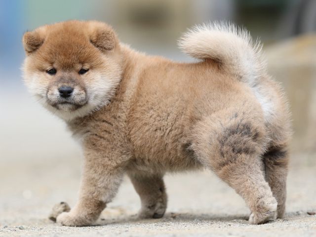 00000314-shibainu 00000314-shibainu