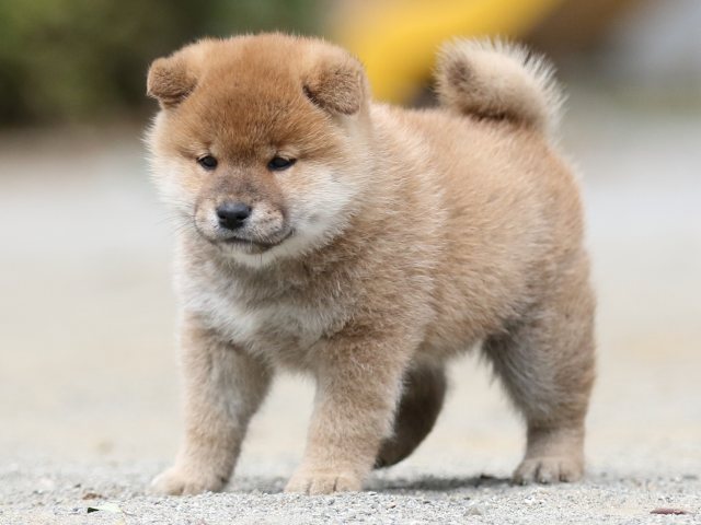 00000317-shibainu 00000317-shibainu