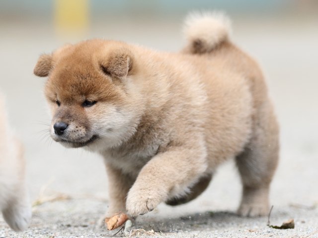 00000323-shibainu 00000323-shibainu