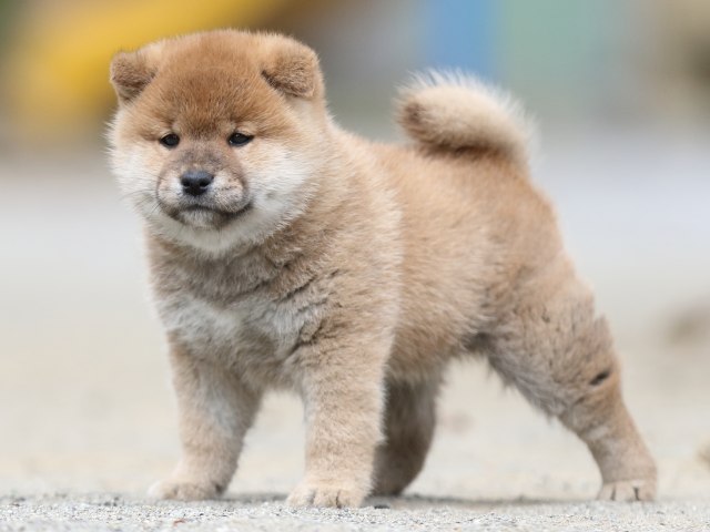 00000324-shibainu 00000324-shibainu