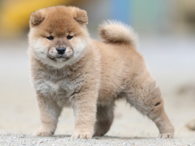 00000325-shibainu 00000325-shibainu