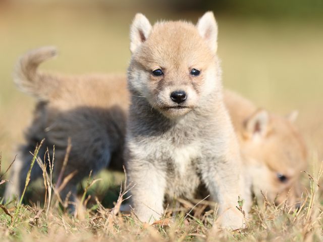 00000342-shibainu 00000342-shibainu