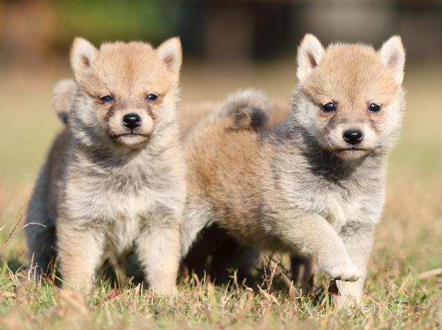 00000343-shibainu 00000343-shibainu