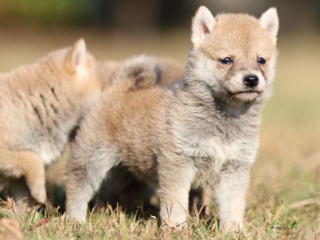 00000348-shibainu 00000348-shibainu