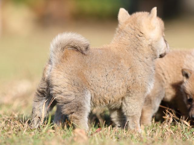 00000349-shibainu 00000349-shibainu