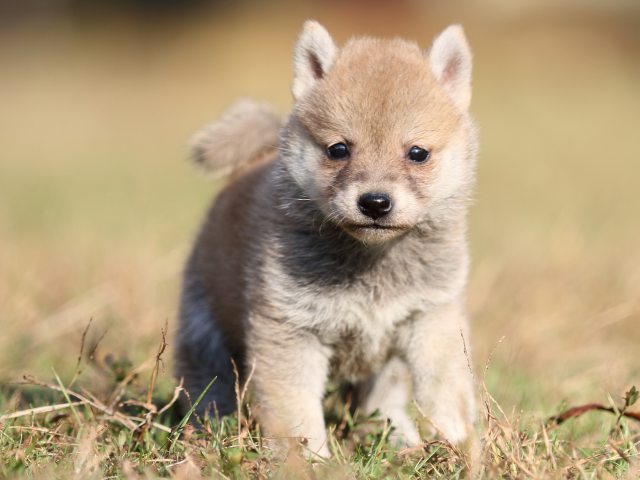 00000351-shibainu 00000351-shibainu