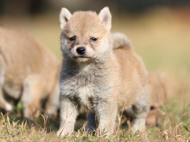 00000352-shibainu 00000352-shibainu