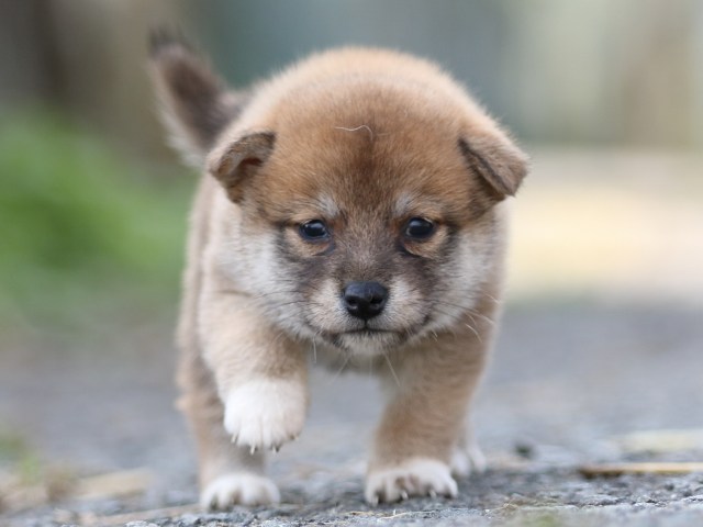 FP5A0062-puupy-shibainu FP5A0062-puupy-shibainu