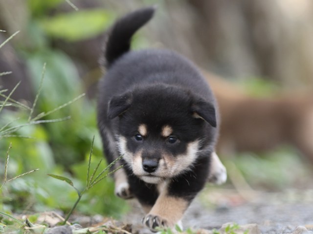 FP5A0096-puupy-shibainu FP5A0096-puupy-shibainu