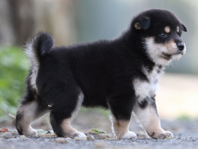 FP5A0138-puupy-shibainu FP5A0138-puupy-shibainu