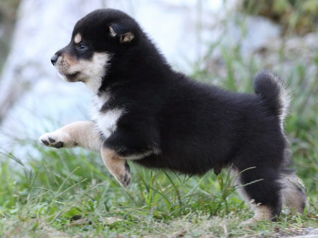 FP5A0178-puupy-shibainu FP5A0178-puupy-shibainu