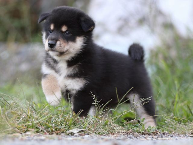 FP5A0183-puupy-shibainu FP5A0183-puupy-shibainu